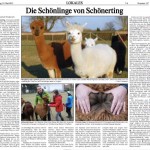 Reportage im "Vilshofener Anzeiger" über unseren Alpakahof - "Die Schönlinge von Schönerting"
